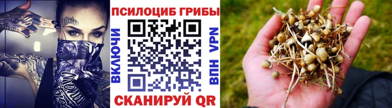 Купить  Чкаловск  Галлюциногенные грибы Psilocybine cubensis 